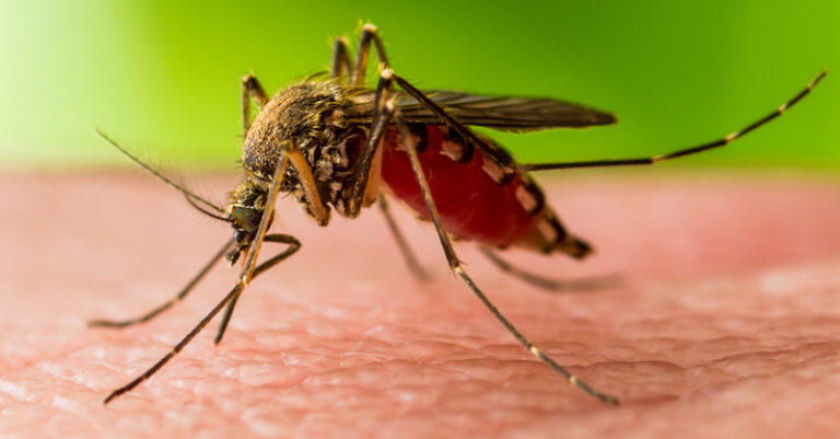 west nile virus