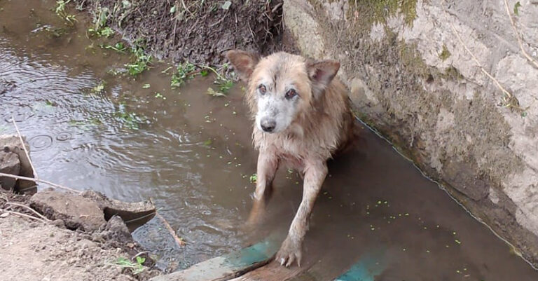 CANE SALVATO SALA CONSILINA FB