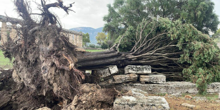 cipresso-caduto-templi di paestum-FB