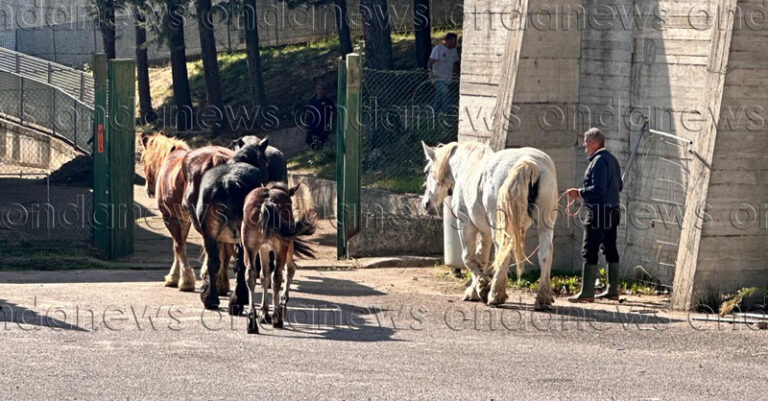 cavalli vaganti san giacomo fb