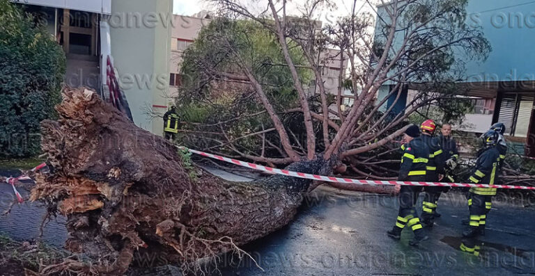 albero caduto università di fisciano 30 novembre 2024 FB