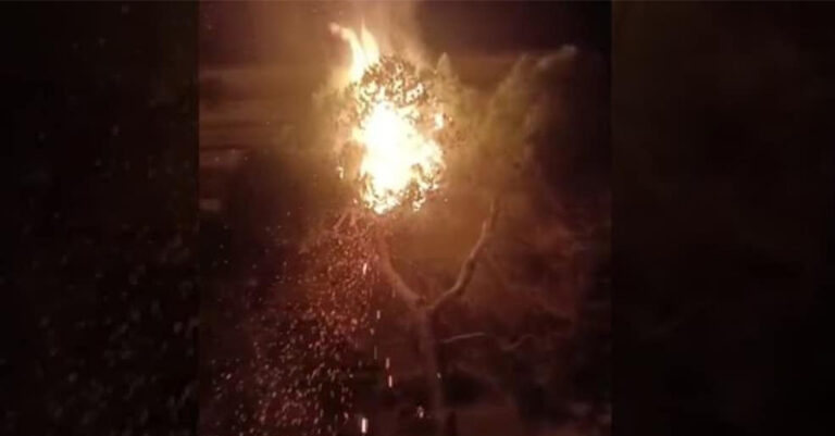 albero-incendiato-battipaglia-FB