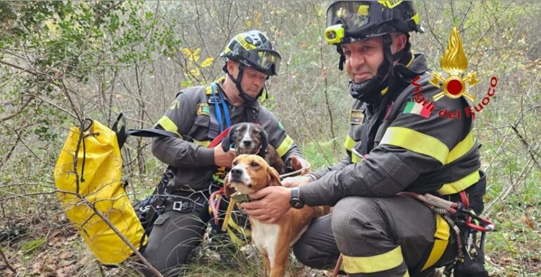 vigili del fuoco cani buccino ok