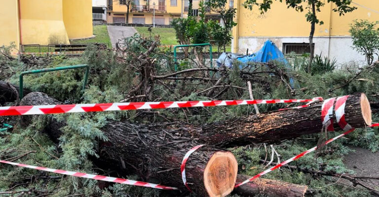 albero caduto salerno fb ok