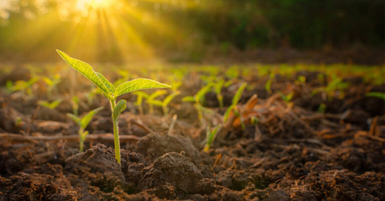 bioagricoltura