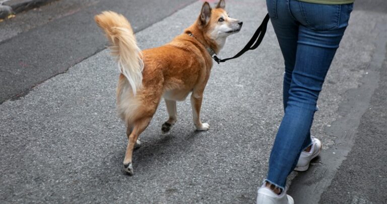 cane a passeggio